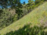 Sunol 008